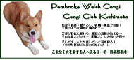 コーギー