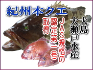 �{�B�N�G�E�I�B�{�N�G�E�}�_�C�̑吣�ː��Y