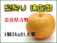�ޗǌ��ό������